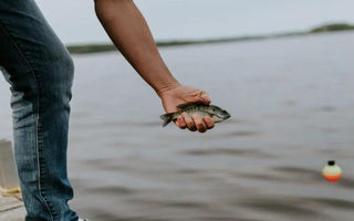 How To Catch Live Bait For Catfishing: 3 Effective Methods That Work