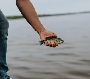 How To Catch Live Bait For Catfishing: 3 Effective Methods That Work