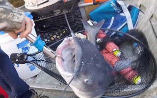 Catfishing FAQs: Do Catfish Have Teeth?