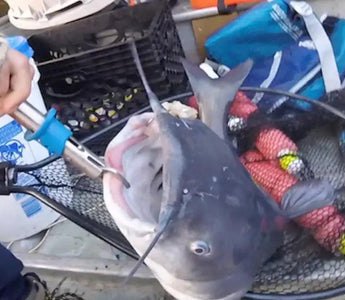 Catfishing FAQs: Do Catfish Have Teeth?