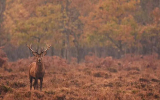 Gear up for Deer Hunting Season