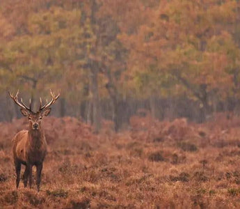 Gear up for Deer Hunting Season