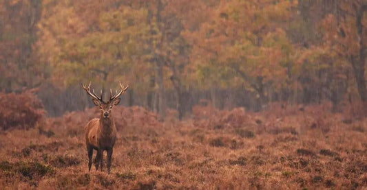 Gear up for Deer Hunting Season