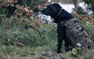 The Ultimate Dog Hunting Vest for Your Next Duck Hunt