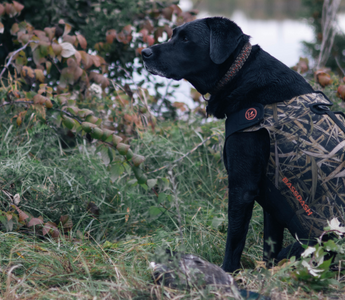 The Ultimate Dog Hunting Vest for Your Next Duck Hunt