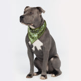 #color_olive-green