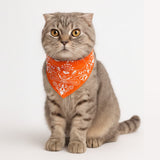 #color_orange